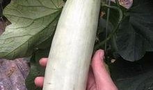 吃网红瓜的平台有哪些,盘点热门八卦聚集地